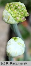 Allium senescens ssp. glaucum (czosnek sinawy)