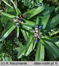 Gentiana cruciata (goryczka krzyżowa)