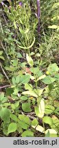Centaurium erythraea (centuria pospolita)