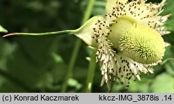 Rubus illecebrosus (jeÅ¼yna (malina) ponÄ™tna)