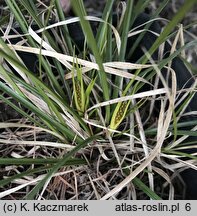 Carex umbrosa (turzyca cienista)