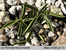 Gentiana froelichii ssp. zenariae