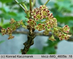 Ribes spicatum (porzeczka czerwona)