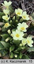 Primula vulgaris (pierwiosnek bezłodygowy)