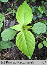 Impatiens parviflora (niecierpek drobnokwiatowy)