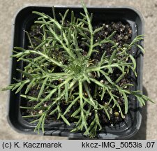 Hymenoxys grandiflora (hymenoksys wielkokwiatowy)