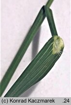 Bromus madritensis (stokłosa madrycka)