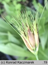Dianthus cruentus (goÅºdzik krwisty)