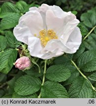 Rosa rugosa (róża pomarszczona)
