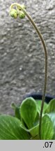 Calceolaria biflora (pantofelnik dwukwiatowy)