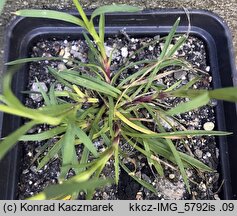 Dianthus giganteiformis ssp. pontederae