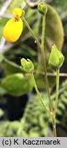Calceolaria biflora (pantofelnik dwukwiatowy)
