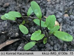 Alliaria petiolata (czosnaczek pospolity)