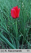 Tulipa (tulipan)