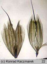 Bromus ×pseudothominii (stokłosa mieszańcowa)