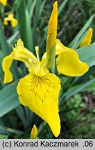 Iris pseudacorus (kosaciec Å¼Ã³Å‚ty)