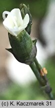 Dianthus integer ssp. minutiflorus