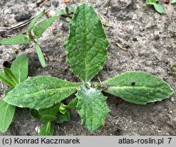 Onopordum acanthium (popłoch pospolity)