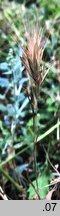 Bromus rubens (stokłosa czerwonawa)