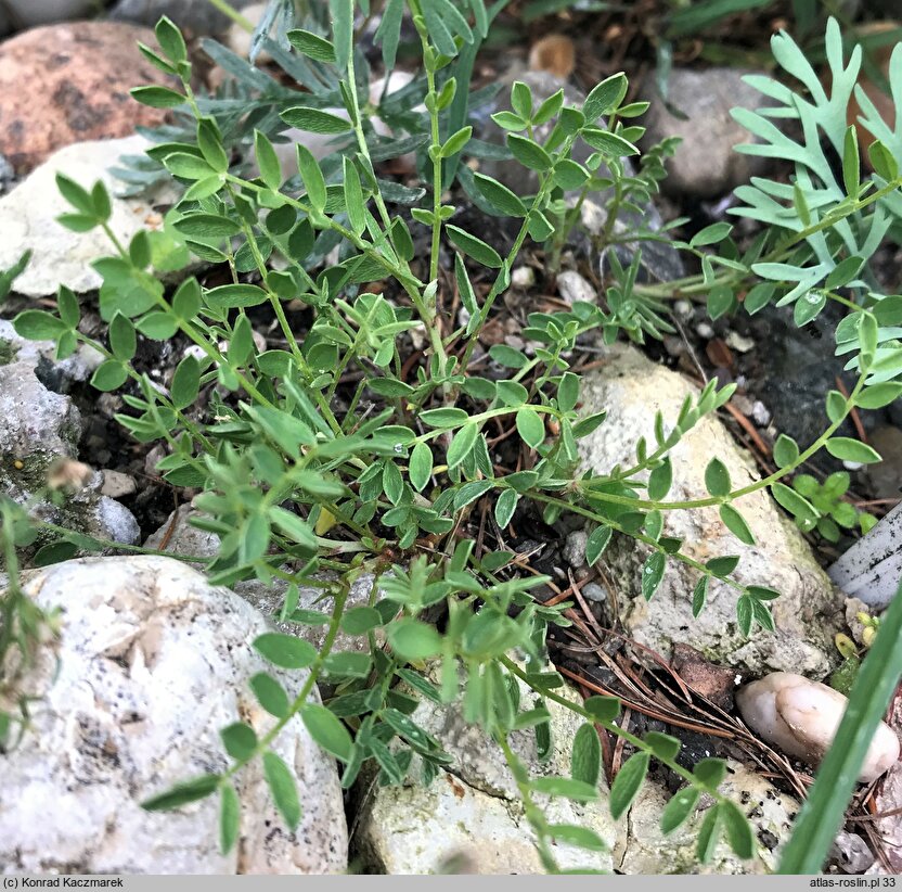 Astragalus hypoglottis ssp. gremlii