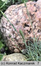 Dianthus arenarius ssp. bohemicus