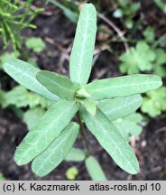 Euphorbia lagascae