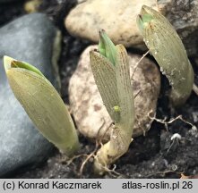 Polygonatum hookeri (kokoryczka Hookera)