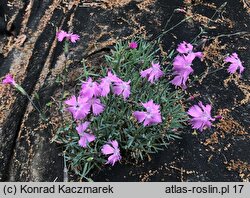 Dianthus gratianopolitanus (goździk siny)