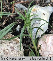 Edraianthus tenuifolius (dzwonczyn wąskolistny)