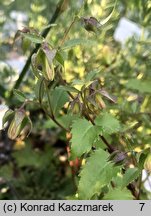 Campanula betulifolia (dzwonek brzozolistny)