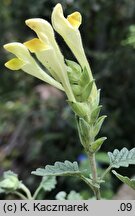 Scutellaria orientalis (tarczyca wschodnia)