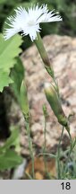 Dianthus arenarius ssp. bohemicus