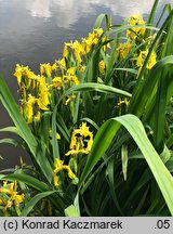 Iris pseudacorus (kosaciec żółty)