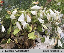 Campanula betulifolia (dzwonek brzozolistny)