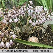 Allium sibthorpianum