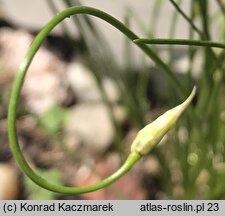 Allium cyaneum (czosnek modry)