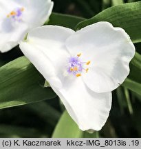 Tradescantia ×andersoniana (trzykrotka wirginijska)