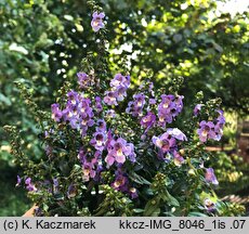 Angelonia angustifolia (angelonia wąskolistna)