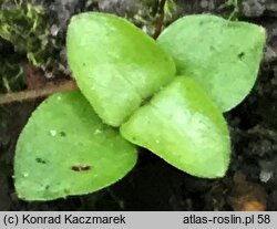 Lysimachia nemorum (tojeść gajowa)