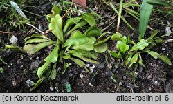 Dionaea muscipula (muchołówka amerykańska)