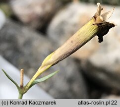 Dianthus praecox ssp. lumnitzeri