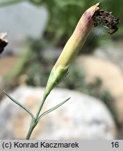 Dianthus praecox ssp. lumnitzeri