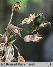 Allium cyathophorum var. farreri (czosnek Ferrera)