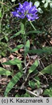 Campanula cervicaria (dzwonek szczeciniasty)
