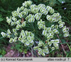Laserpitium latifolium (okrzyn szerokolistny)