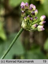 Allium kermesinum