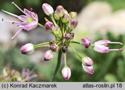 Allium kermesinum