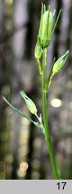 Campanula rotundifolia (dzwonek okrÄ…gÅ‚olistny)