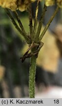 Eriogonum umbellatum (pokoÅ›lin baldaszkowaty)