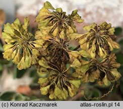 Eriogonum umbellatum (pokoślin baldaszkowy)